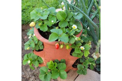 article image - Gardening – Strawberry Pots